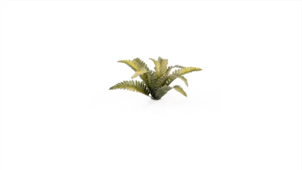 Laser Plants - Deer Fern - Image 2